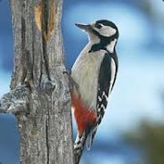 WoodPecker