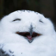 SmilinG_OwL