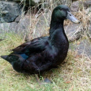 BigBlackQuack