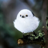 Long-tailed Tit๑