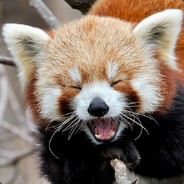 RedPanda